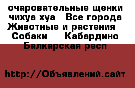 очаровательные щенки чихуа-хуа - Все города Животные и растения » Собаки   . Кабардино-Балкарская респ.
